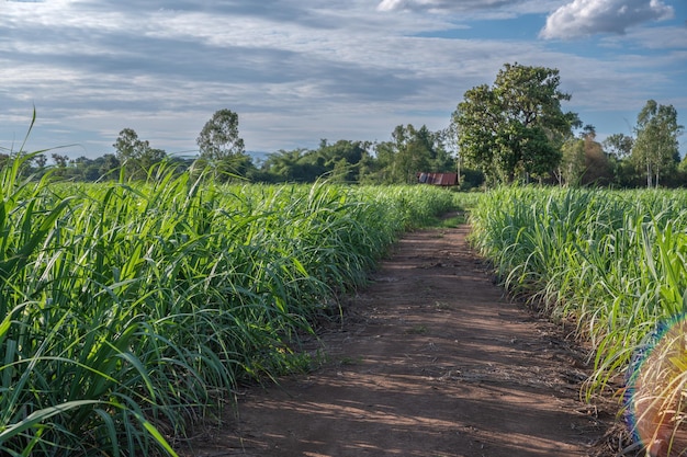 pole trzciny cukrowej Farma trzciny cukrowej