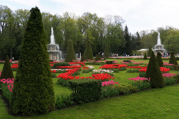 Zdjęcie pole tulipanów lub ogród w dolnym parku pałacu peterhof