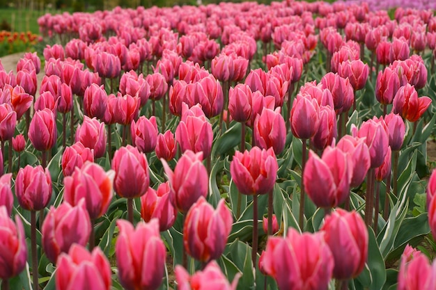 Pole tulipanów. Piękny tulipan wśród tulipanów. Różowe tulipany z białym paskiem z bliska. Rosnące kwiaty na wiosnę.