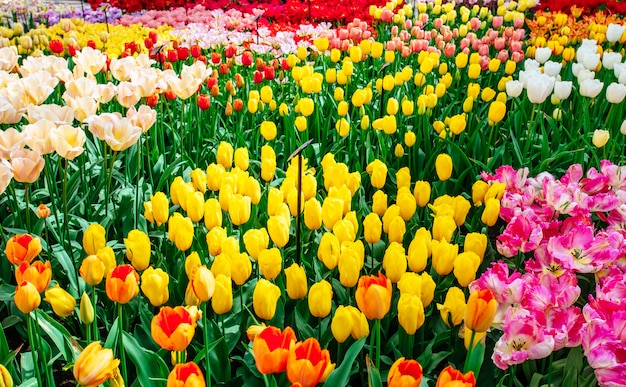 Pole tulipanów w Holandii. Holandia