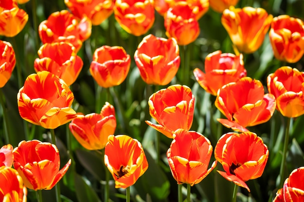 Pole tulipanów w Holandii. Kwitną czerwone jasne tulipany