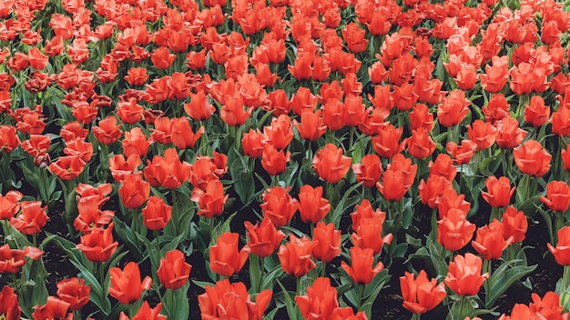 Pole tulipanów w Holandii