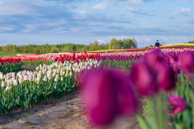 Pole tulipanów z parą idącą w oddali