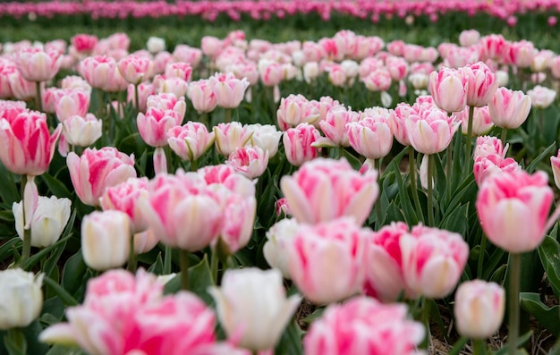 Pole tulipanów z różowymi i białymi kwiatami w tle
