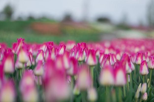 Pole tulipanów ze słowem tulipany w prawym dolnym rogu.