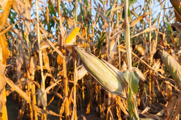 Zdjęcie pole uprawne, na którym rośnie gotowa do zbioru pożółkła kukurydza