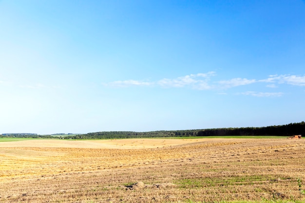 Pole uprawne, na którym zbierano zboża, pszenicę. na polu pozostała niewykorzystana słoma. W tle błękitne niebo. Photo Landscapes