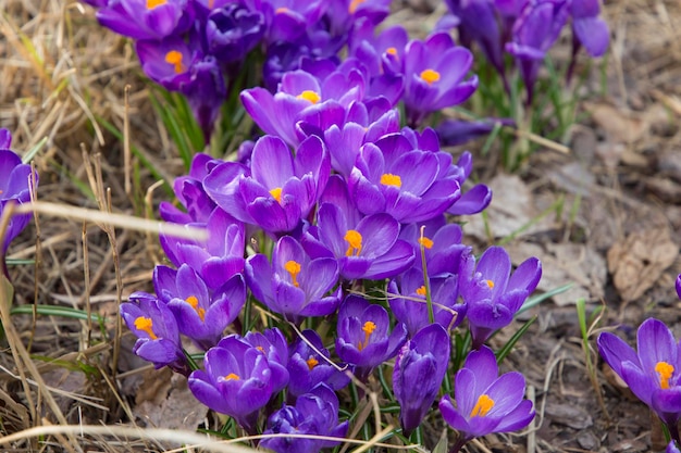 pole wiosennych fioletowych krokusów