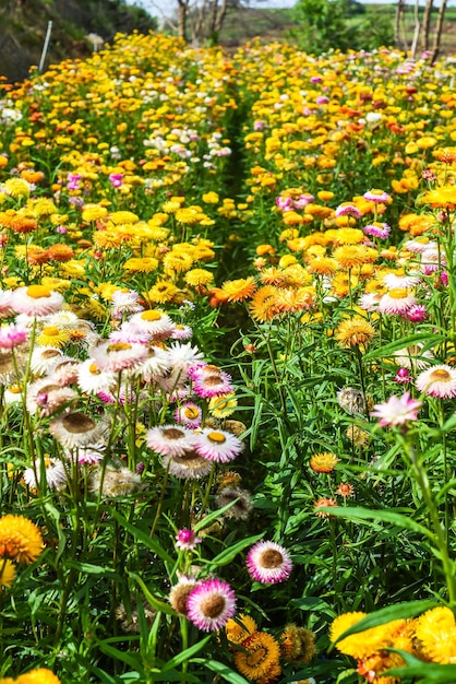 Pole Xerochrysum bracteatum, powszechnie znane jako złoty wieczny lub słomkowy kwiat