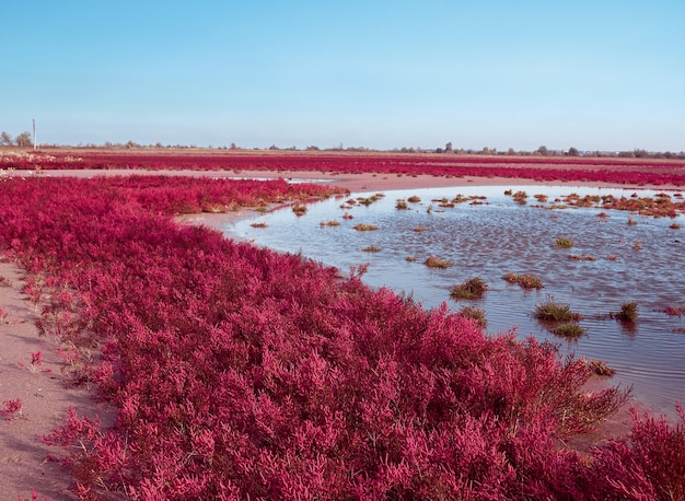 Pole z czerwonym Salicornia europa. Region Odessy, Ukraina.