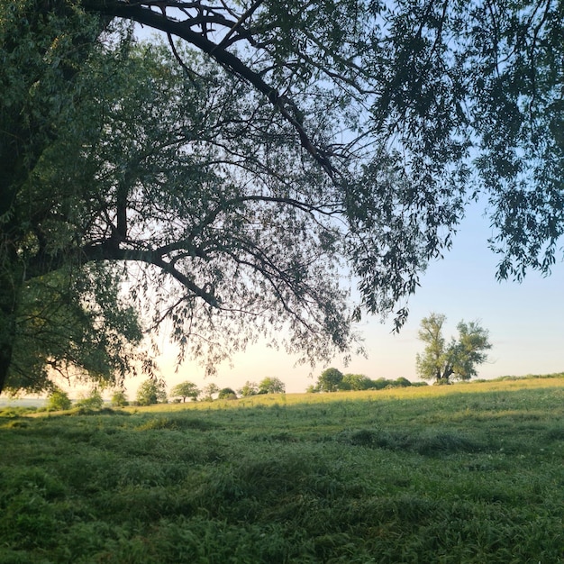 Pole z drzewami i trawą z błękitnym niebem w tle.