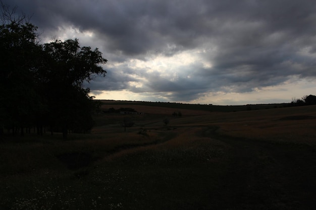 Pole z drzewem i chmurami na niebie