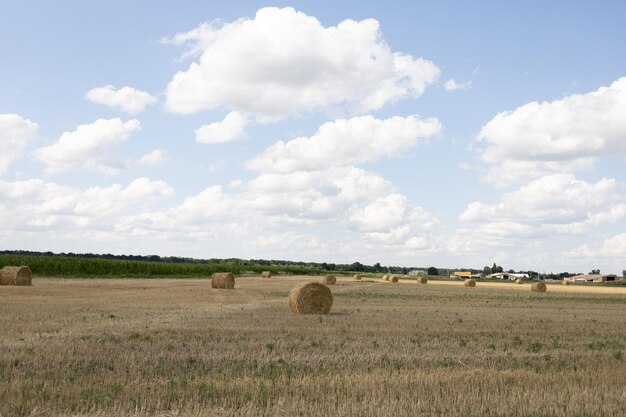 Pole z dużymi belami siana