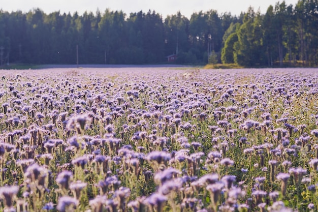 Pole z fioletowymi kwiatami i lasem jako naturalnym tłem