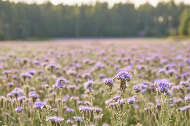 Pole z fioletowymi kwiatami jako naturalnym tłem