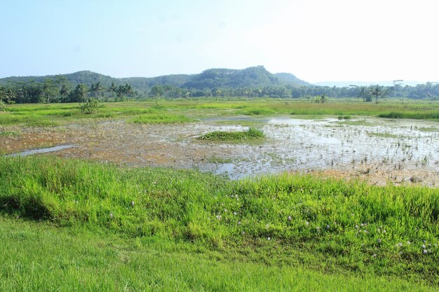 Pole z górą w tle jezioro pełne alg pole ryżowe wypełnione wodą i zabłocone