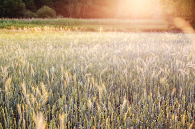 Pole z kukurydzą przy zachodzie słońca, idealistyczny krajobraz na tle