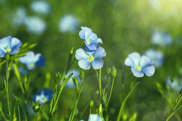 Pole z kwitnącymi kwiatami lnu (Linum perenne). Lato piękna natura