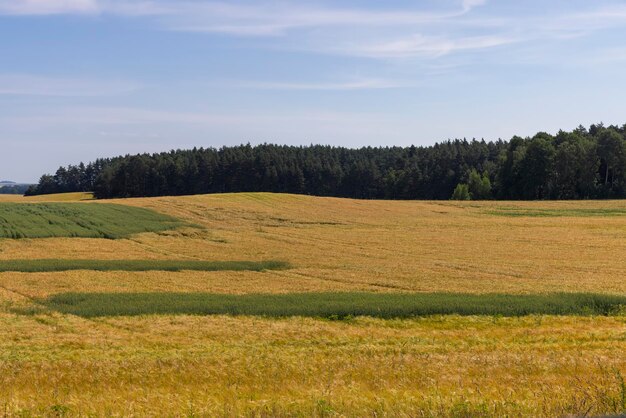 Zdjęcie pole z niedojrzałą pszenicą w sezonie letnim