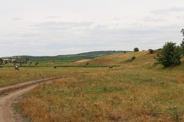 Pole z trawą i drzewami