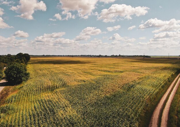 pole zbiorów przed zachodem słońca. Lato. widok z lotu ptaka.