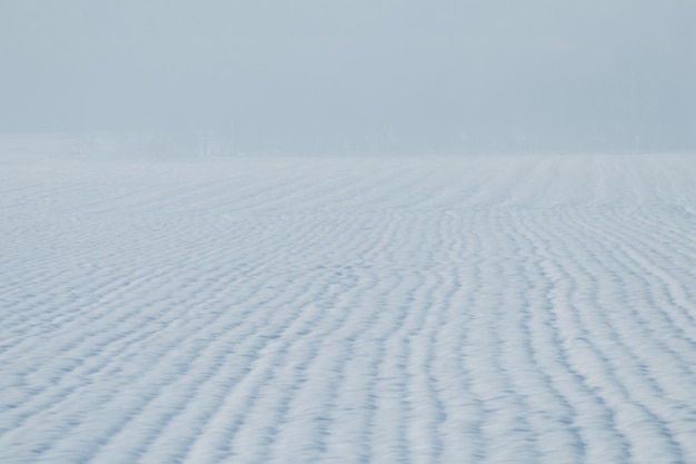 Pole zboża pokryte śniegiem. Pole rolnictwa pod śniegiem.