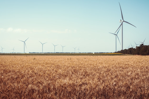 Pole ze słonecznikami i eco power, turbiny wiatrowe