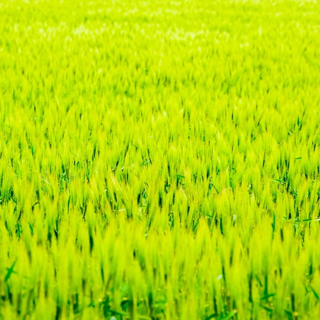 Zdjęcie pole zielonego niedojrzałego jęczmienia szczypy jęczmienu pole jest jęczmieniem krajobraz wiejski