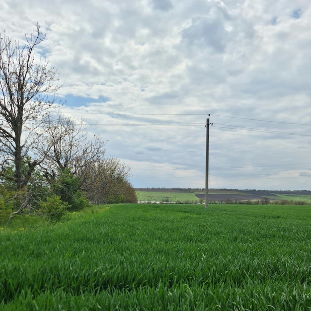 Pole zielonej pszenicy z błękitnym niebem i chmurami