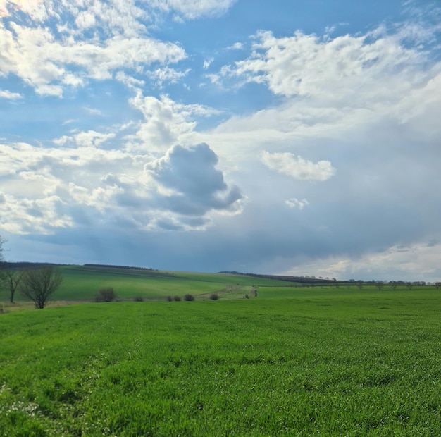 Pole zielonej trawy i błękitne niebo z chmurami