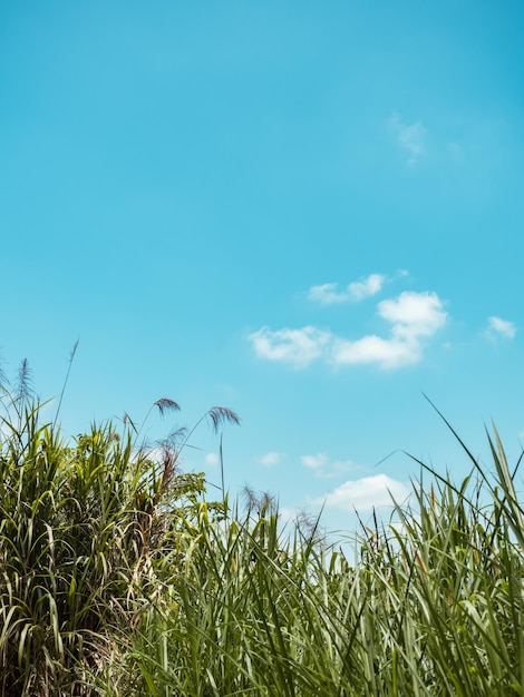 pole zielonej trawy z błękitnym niebem