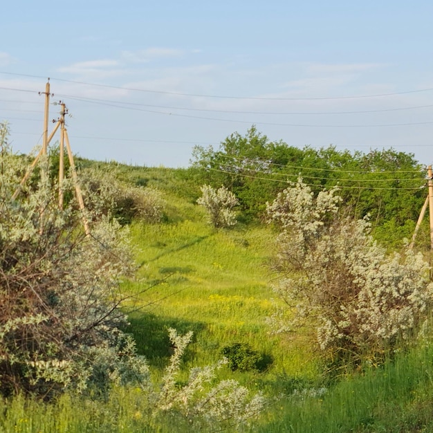 Zdjęcie pole zielonej trawy z kilkoma przewodami i niebieskim niebem