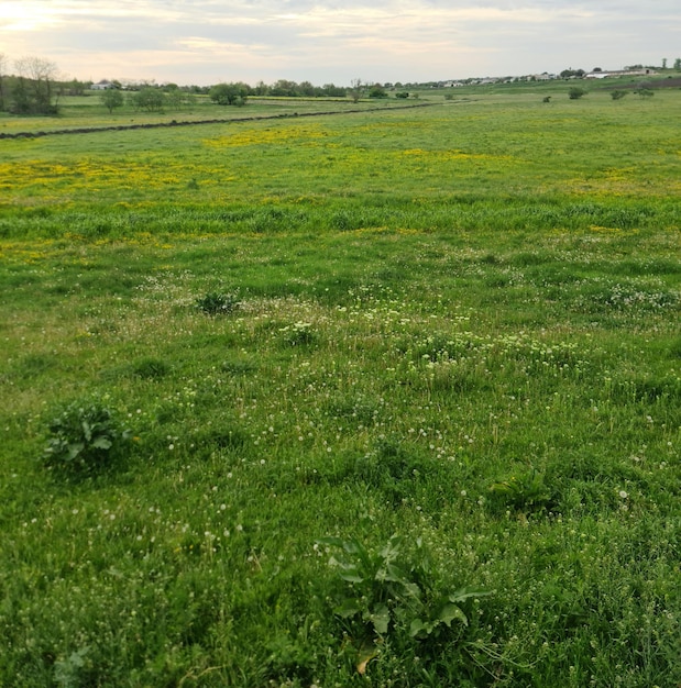 Pole zielonej trawy z polem żółtych kwiatów i małą farmą w tle.