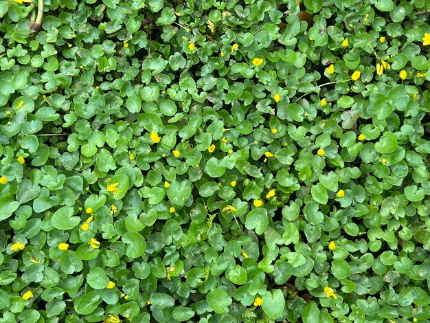 Pole zielonych roślin z żółtymi kwiatami