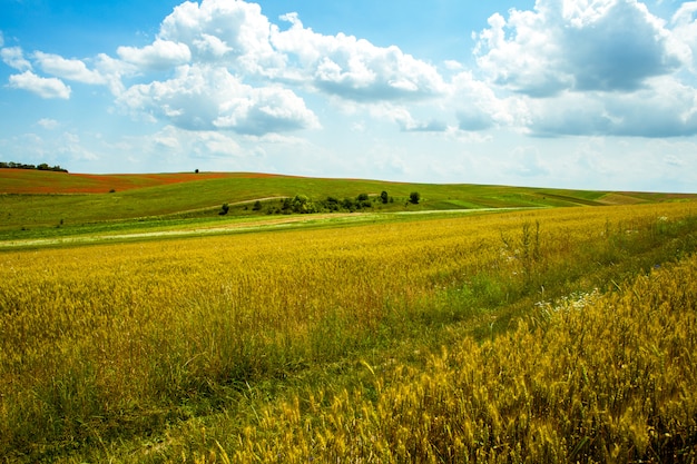 pole żniwa w słoneczny dzień