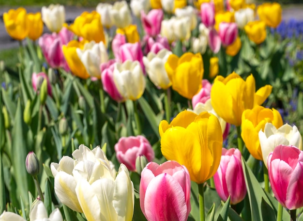 Pole żółtych i różowych tulipanów z jednym z nich ma różowego i białego tulipana.