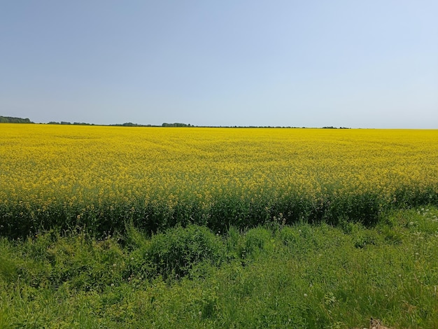 Pole żółtych kwiatów z napisem canola