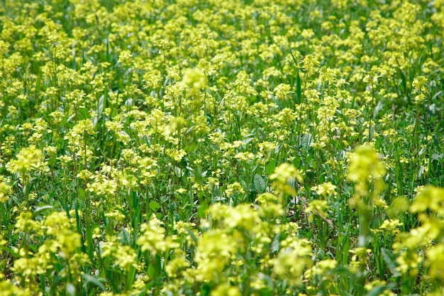 Pole żółtych Kwiatów Z Napisem Musztarda