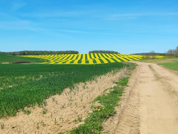 Pole żółtych kwiatów z polną drogą na pierwszym planie i polem żółtych kwiatów.