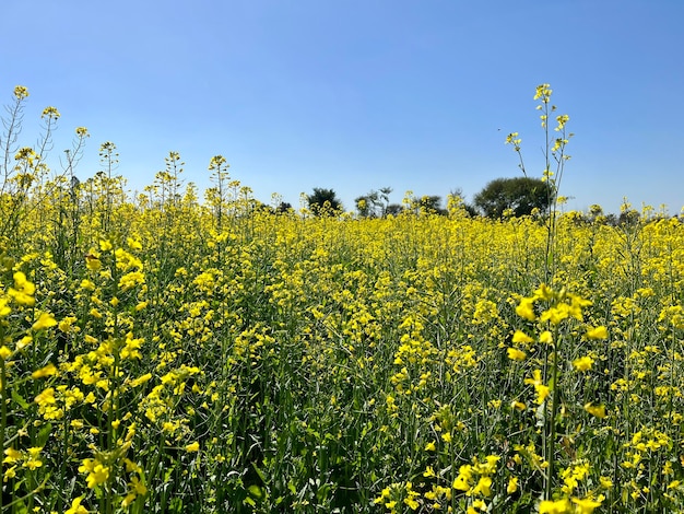 Pole żółtych kwiatów ze słowem canola na dole