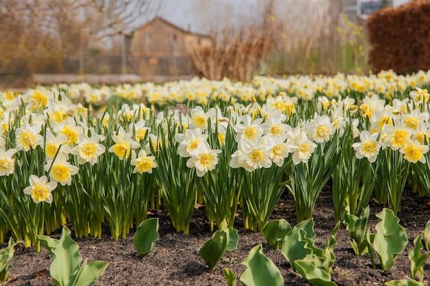 Pole żonkili ze słowem daffodils na dole