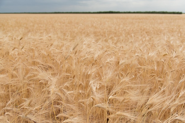 Pole żyta Tło Natura Letnie żniwa