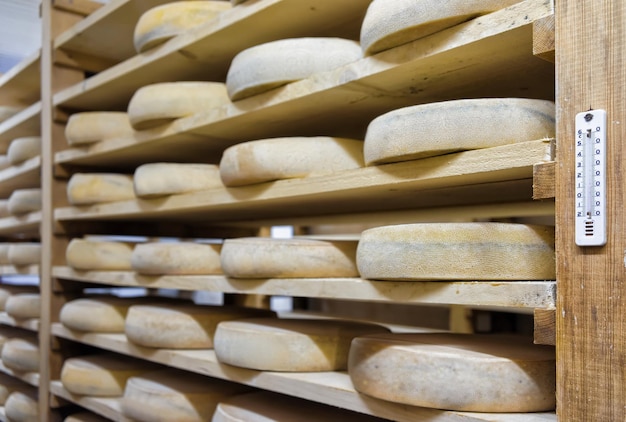Półka dojrzewającego sera na drewnianych półkach w dojrzewalni w mleczarni Franche Comte we Francji