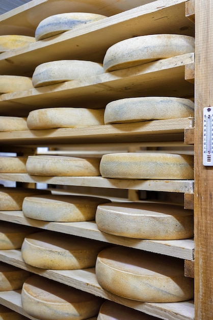 Półki dojrzewającego sera na drewnianych półkach w dojrzewalni w mleczarni Franche Comte we Francji