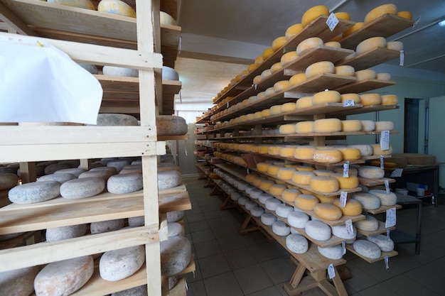 Półki produkcyjne fabryki sera ze starzejącym się starym serem, lokalnym, organicznym pustym