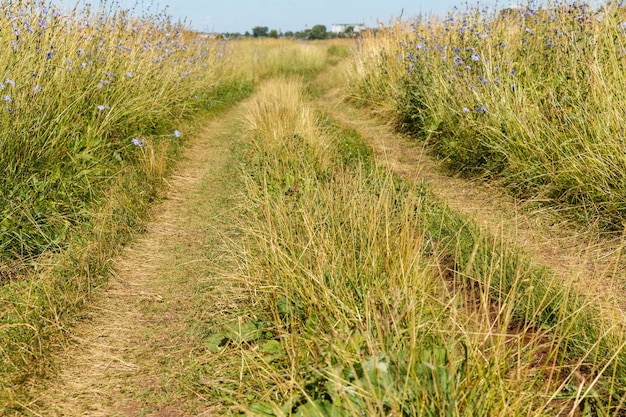 Polna droga biegnie przez zieloną łąkę droga porośnięta trawą