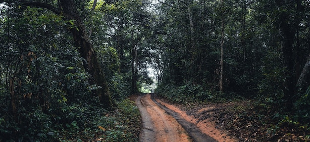 Polna droga do lasu w tropikalnej porze deszczowej