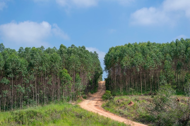 Polną Drogą Pośrodku Plantacji Eukaliptusa