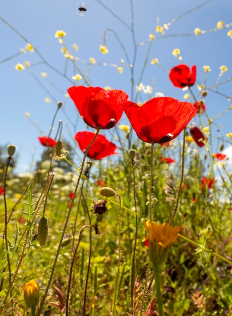 Polne kwiaty Czerwony mak i stokrotki kwitną wśród zielonej trawy w słoneczny dzień w Grecji