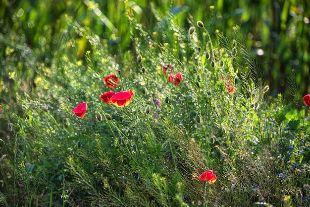 Polne kwiaty i trawy po deszczu płytka głębia ostrości